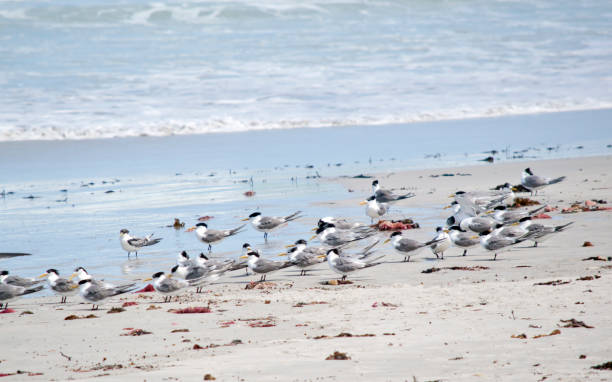 istock the flock of terns are on the beach 1287675125