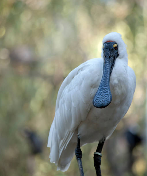 istock the royal spoonbill is a tall white waterbird 1287676374