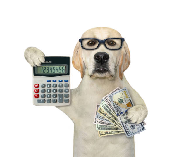 istock Dog holds dollars and calculator 1287676468