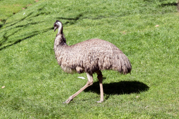 istock the emu is a flightless tall bird 1287677450