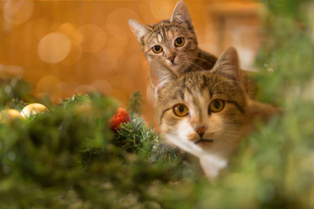 istock two cats behind christmas decoration 1287677457