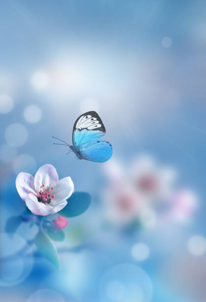 istock Blossom tree over nature background with butterfly. Spring flowers. Spring Background. 1287677538