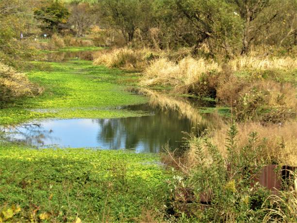 japan. november. pond covered with duckweed. photoimpressionism. - duckweed imagens e fotografias de stock