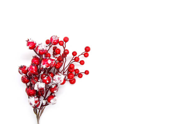 Red berries in snow. Decorative Christmas or New Year composition