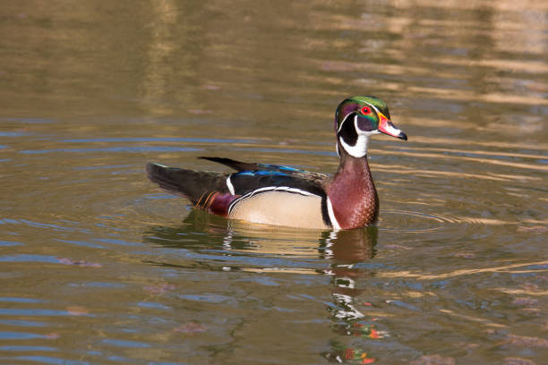 istock Bride duck male Erpel 1287677760