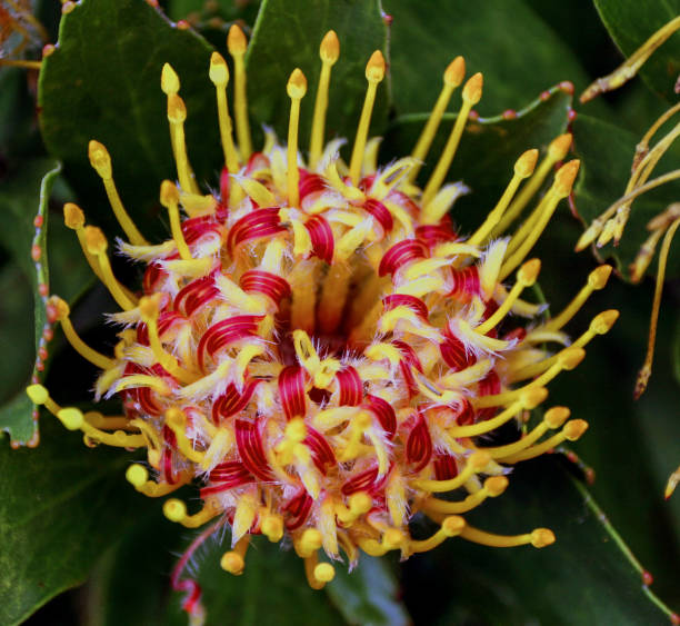 istock Exoctic Flower of Hawaii 1287677802