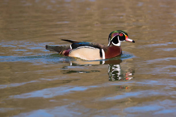 istock Bride duck male Erpel 1287677812