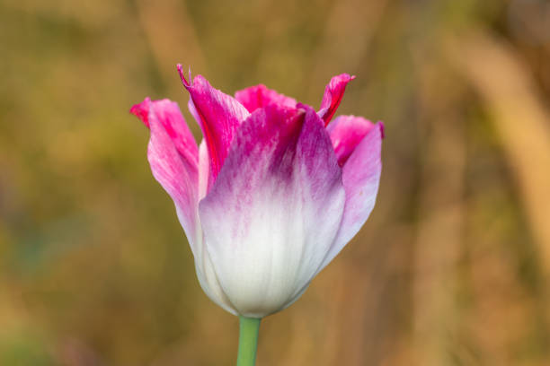 Pink Tulip Close Up