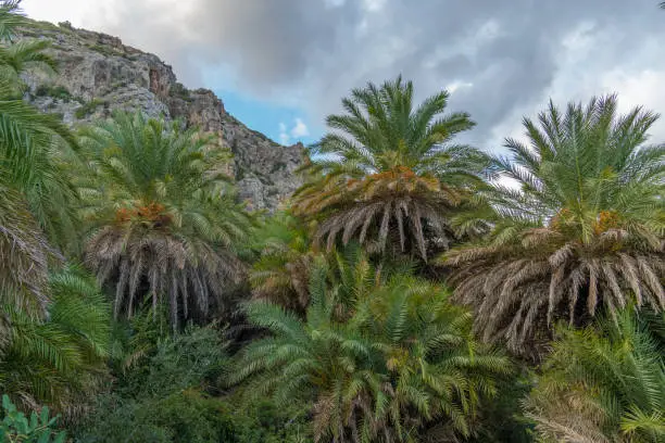 Photo of Gorgeous palm tree glade, Preveli beach (aka., Palm Beach), Southern Crete, Greece. Located at the mouuth of the Megas river, Kourtaliotiko gorge.