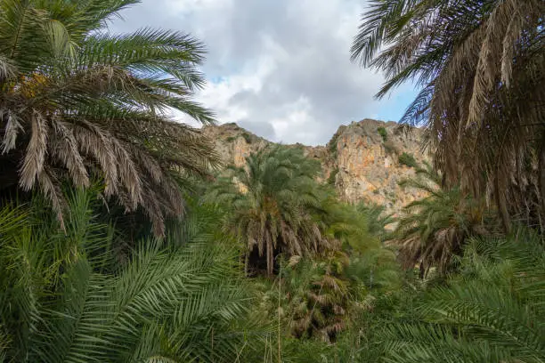 Photo of Gorgeous palm tree glade, Preveli beach (aka., Palm Beach), Southern Crete, Greece. Located at the mouuth of the Megas river, Kourtaliotiko gorge.