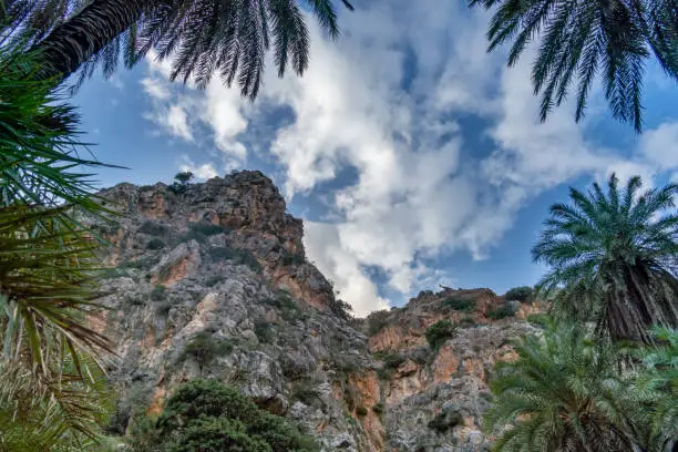 Photo of Gorgeous palm tree glade, Preveli beach (aka., Palm Beach), Southern Crete, Greece. Located at the mouuth of the Megas river, Kourtaliotiko gorge.