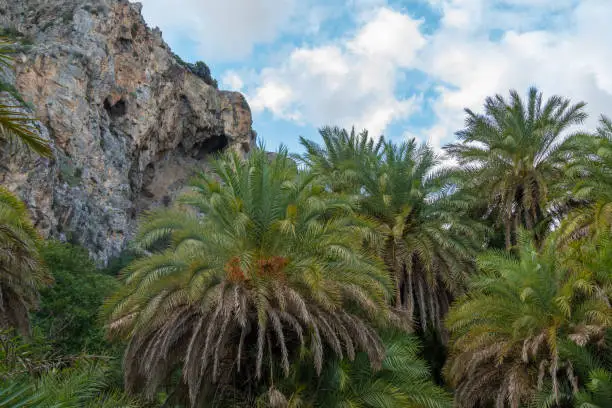 Photo of Gorgeous palm tree glade, Preveli beach (aka., Palm Beach), Southern Crete, Greece. Located at the mouuth of the Megas river, Kourtaliotiko gorge.