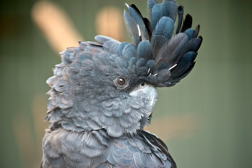this is a side view of a red tailed black Cockatoo with his head feathers raised