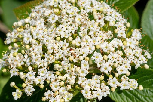 Close up of white flowers on a viburnum shrub