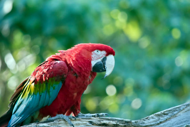 istock the red and green macaw is resting on a log 1287678848