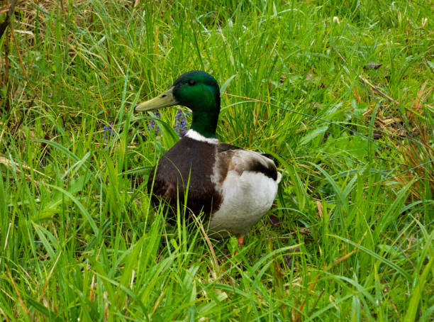 istock Sticken male Erpel runs in the grass 1287678909