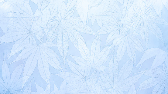 Scattered Pale Blue Leaves Background - Japanese Maple Leaves