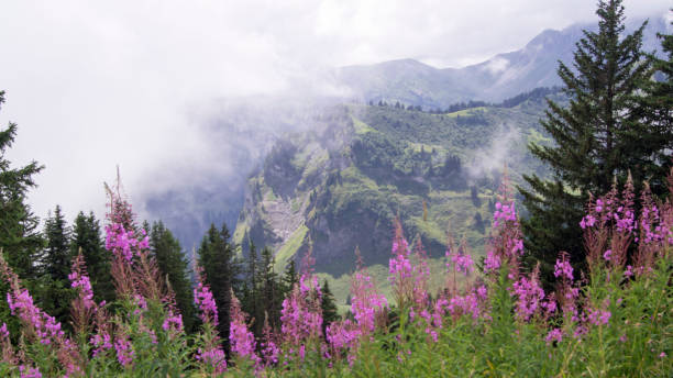 istock purple flower in mountain in summer 1287680622