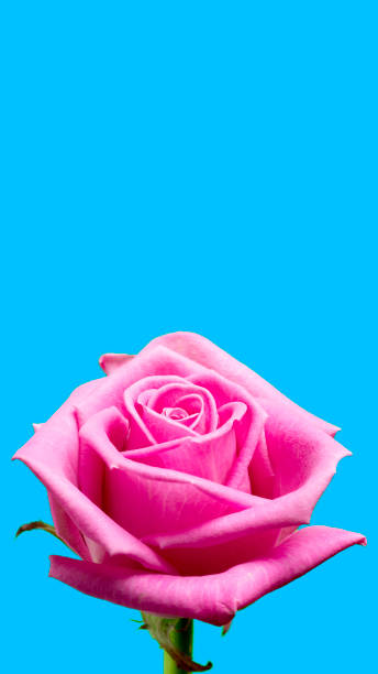 istock Pink rose on a turquoise background. Vertical image. Wallpaper for a smartphone. 1287681399