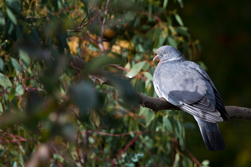 Woodpigeon Columba palumbus perched in a tree in autumn, England, United Kingdom