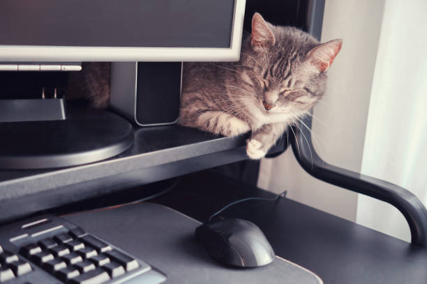 istock Cat sleeps at the monitor at home, computer on the table with a keyboard and mouse. Quarantine and lockdown due to the coronavirus epidemic 1287682476
