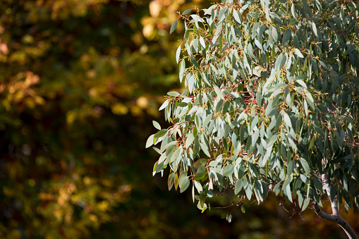 Eucalyptus tree against a deciduous tree background in a garden in autumn. England, United Kingdom
