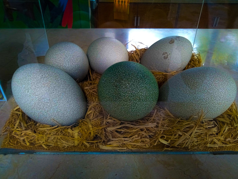 The biggest egg of Cassowary. Most unique powerful of colors and different from another bird