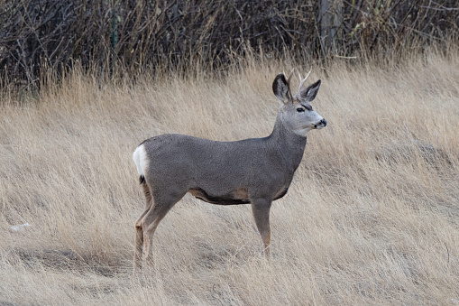 Female deer in field