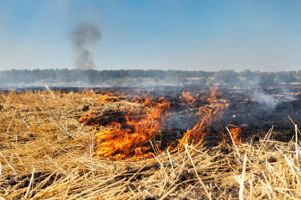 Wildfire on wheat field stubble after harvesting near forest. Burning dry grass meadow due arid climate change hot weather and evironmental pollution. Soil enrichment with natural ash fertilizer. incendios forestales en rastrojos de campo de trigo después de cosechar cerca del bosque. pradera de hierba seca ardiente debido al clima árido clima caliente y la contaminación evironmental. enriquecimiento del suelo con fertilizante natural de cenizas