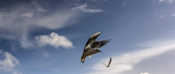 istock common tern seagull flying across the sky 1287687137