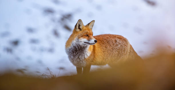 istock Fox at the Grossglockner High Alpine Road on a sunny day in fall 1287688563