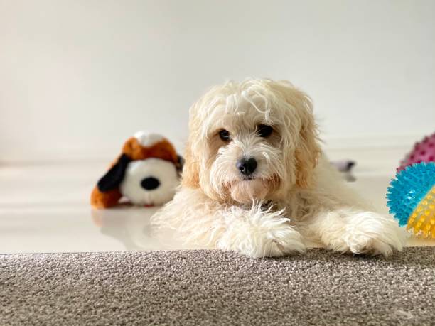 istock Cute Cavoodle puppy looks at the camera playfully 1287689029
