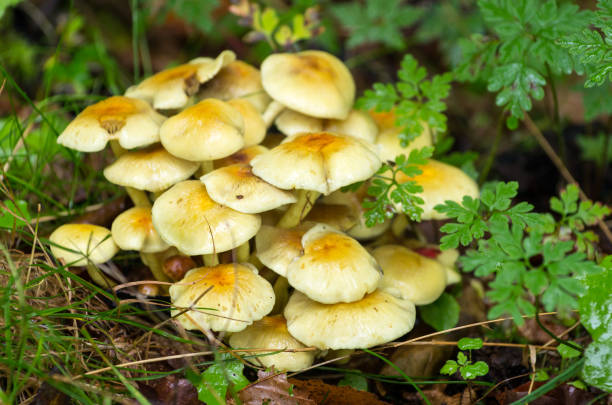 coleção hypholoma fasciculare, floresta de aveia, amante da floresta agrupada, cogumelo florestal. - hypholoma fasciculare - fotografias e filmes do acervo