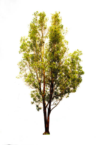 istock A lonely tree on a white background and with clipping path. Asian natural organizational elements in Thailand, isolated tropical plants. 1287690557