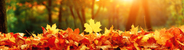 bunte helle blätter fallen im herbstlichen park. - autumn leaf falling panoramic stock-fotos und bilder