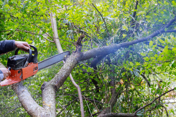 istock A tree falling in the cut with a chainsaw broken the tree after a hurricane 1287692998