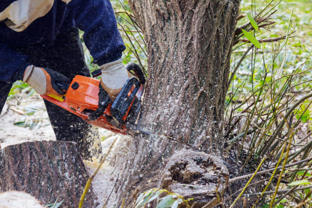 istock Broken the trunk tree after hurricane with worker cutting on the with chainsaw 1287693173