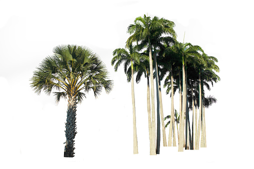 Group of Palm tree isolated on white background, with clipping path.