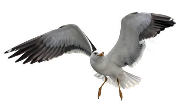 Isolated flying seagull. Lesser Black-backed Gull (Larus fuscus). seagull stock pictures, royalty-free photos & images
