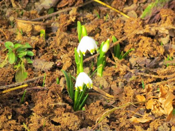 spring snowflake (Leucojum vernum) Pair of small white blooming spring snowflake (Leucojum vernum) flowers growing out of bare soil leucojum vernum stock pictures, royalty-free photos & images