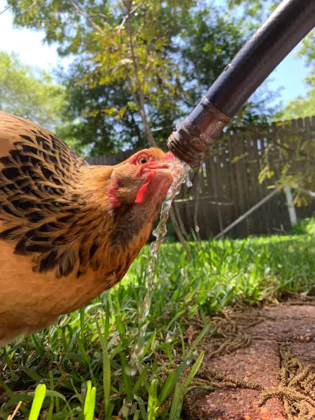 Photo of Chicken drinking from a garden hose