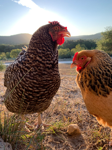Two hens standing in the morning sun
