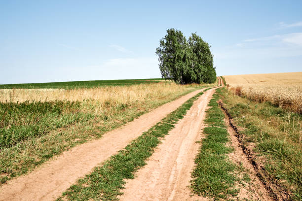 Road leading through green and yellow fields in summer. Single birch trees and blue sky
