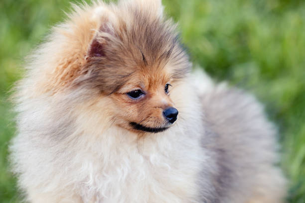 istock Closed-up of Pomeranian or Spitz dog 1287697410