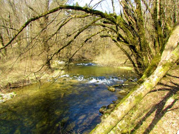 istock Peacuful calm creek rak flowing through Rakov Skocjan 1287698242
