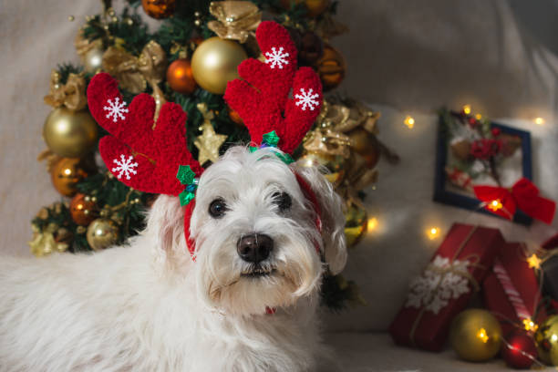 istock Dog with reindeer horn 1287698291