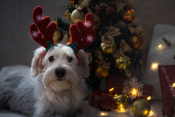 istock Dog like reindeer 1287698898