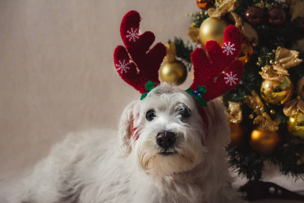 istock Dog with reindeer horn 1287698941