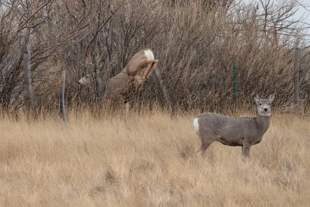 Photo of Deer coming down as it jumps over fence