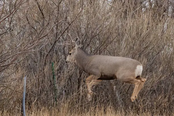 Photo of Deer horizontal over fence as it jumps over fence